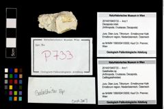 Foto (Objekt + Etikett) von Galatheites sp.  (NHMW-GEO-2014-0194-0733)